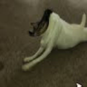 Meet your Posher, Pablo